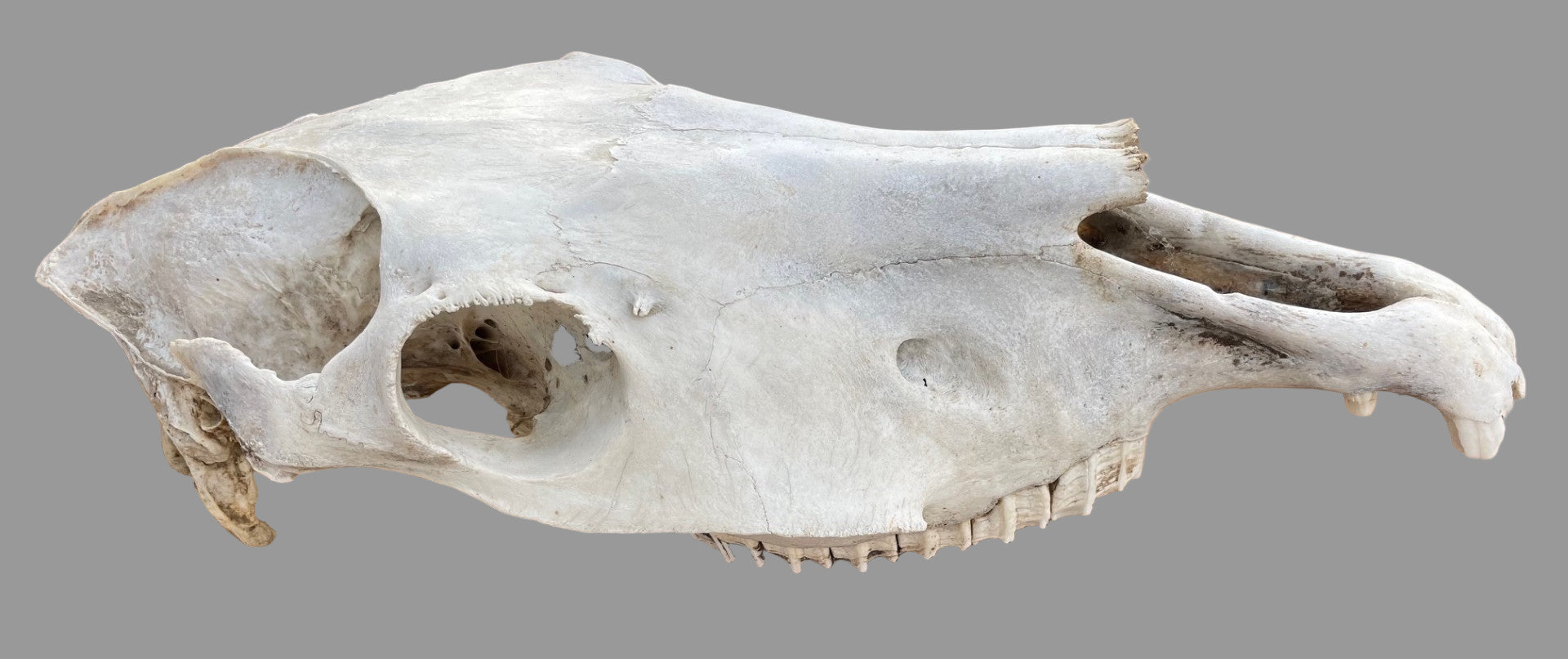Craft Grade Horse Skull #1
