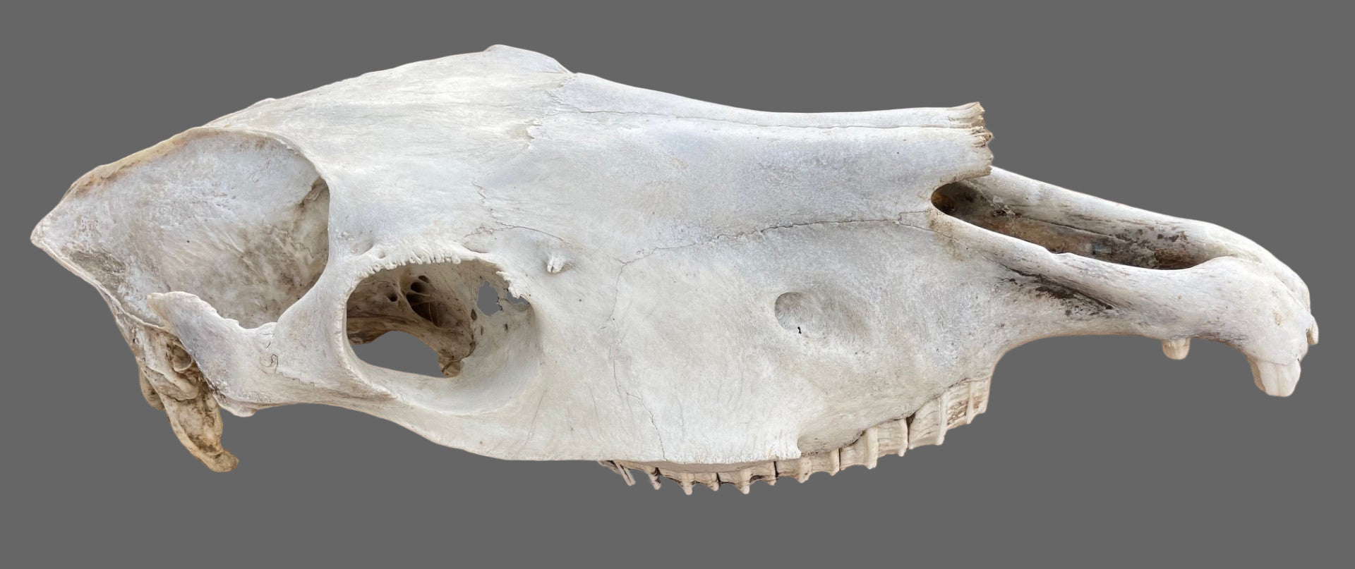 Horse Skull Craft Grade #3